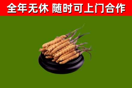 宝坻区回收散虫草