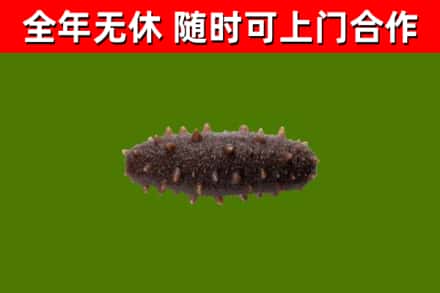 宝坻区回收海参干